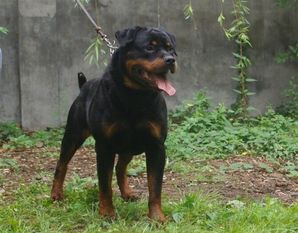 Anqier von Tang Mu Kennel Anqier von Tang Mu Kennel
