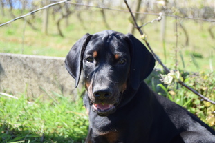 Dei Gloria Doberville Dark Knight Dei Gloria Doberville Dark Knight
