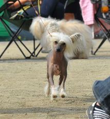 Olegro Katrin Little Russian Lady Olegro Katrin Little Russian Lady