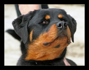 Hoeness del Mecenate dell'Osteoborus Hoeness del Mecenate dell'Osteoborus