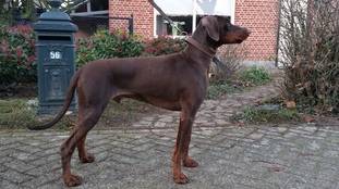 Kaylo van Schuylenburcht Kaylo van Schuylenburcht