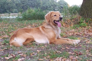 Dayka von der Lausitzperle Dayka von der Lausitzperle