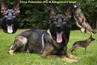 Chiva Polsmaten Chiva Polsmaten