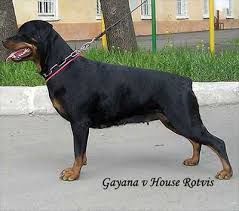 Gayana from House Rotvis Gayana from House Rotvis