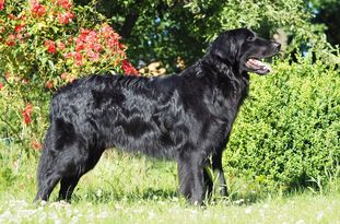 Blacky vom Saidenbach Blacky vom Saidenbach
