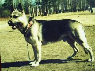 ATLANT (Voytenko) ATLANT (Voytenko)