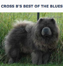 Cross B's Best of the Blues Cross B's Best of the Blues