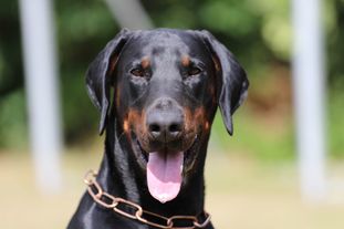Black Ballerina Goliath Black Ballerina Goliath