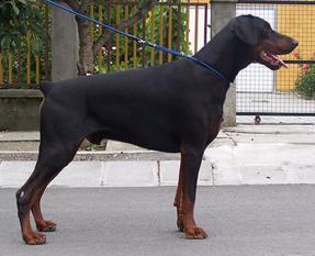 Orson von Morosso Orson von Morosso