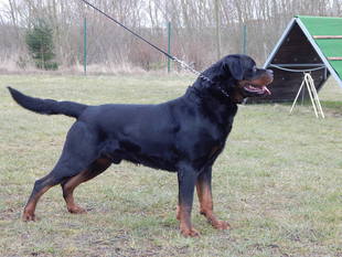 Alano von der Goldquelle Alano von der Goldquelle
