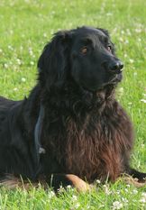 Bruno von den Pottkiekern Bruno von den Pottkiekern