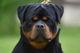 Hasco Ritter von Camelot Hasco Ritter von Camelot