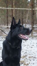Reyder s Mesherskogo Ozera Reyder s Mesherskogo Ozera