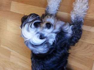 Concept Dog's A Dazzling Diva Concept Dog's A Dazzling Diva