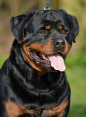 Erasmo Cortez von den Hatzruden Erasmo Cortez von den Hatzruden