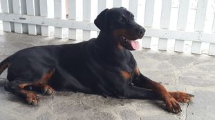 Quincy von Schwarze Kraft Quincy von Schwarze Kraft