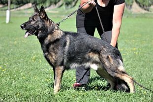 Tygo von Haus Silma Tygo von Haus Silma
