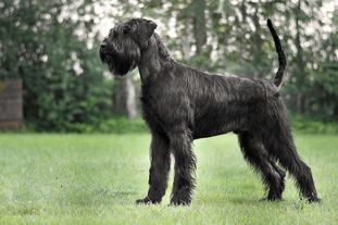Yukon von Blackmoore Yukon von Blackmoore