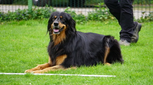 Emmely ex canis lupus Emmely ex canis lupus