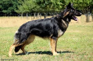 Britt vom Weiner Drachen Britt vom Weiner Drachen