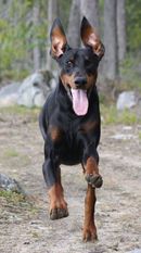 Danoxi Black Beast Danoxi Black Beast