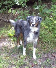 Muddy Fields Lucky Lou Muddy Fields Lucky Lou