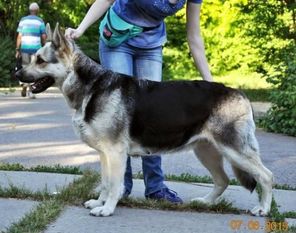Fieliss Narodnaya Druzhina Fieliss Narodnaya Druzhina