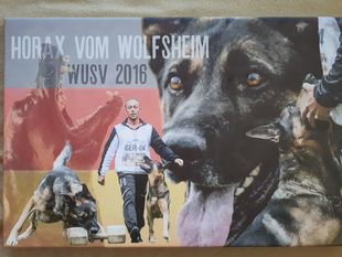 Horax vom Wolfsheim Horax vom Wolfsheim