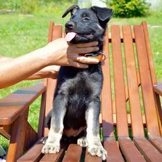 Anky Vlastar Dogs Anky Vlastar Dogs