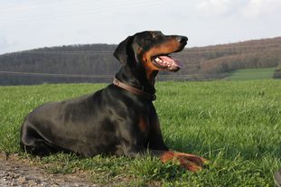 Lando vom Maindreieck Lando vom Maindreieck