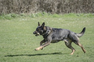Flynn vom grauen Bandit Flynn vom grauen Bandit