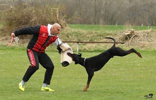 Amos Wächter Vinces Amos Wächter Vinces
