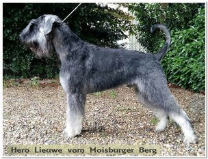 Hero Lieuwe vom Moisburger Berg Hero Lieuwe vom Moisburger Berg