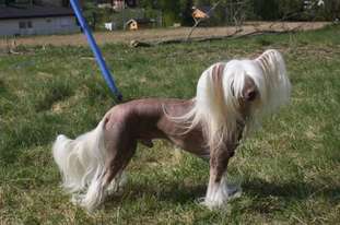 Quiincharme's Blackielightning Luuk Quiincharme's Blackielightning Luuk