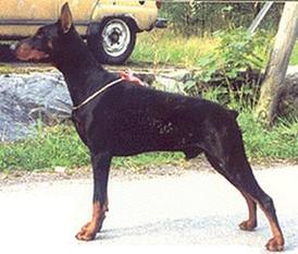 Falco Bino van de Dobermann-Borgh Falco Bino van de Dobermann-Borgh