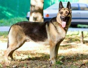 Tagir RKR R 0007964 (Sizonenko) Tagir RKR R 0007964 (Sizonenko)
