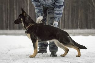 Winner Hund Furija Winner Hund Furija