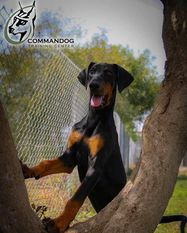 Fury European K9 training base Fury European K9 training base