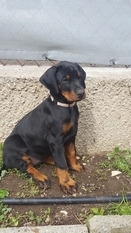 Kleo von der Leibgarde Kleo von der Leibgarde