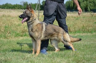 Chana Elite Slovakian K9 Chana Elite Slovakian K9