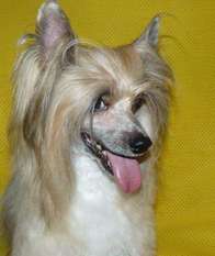 Follow Me Top Model De Rama Follow Me Top Model De Rama