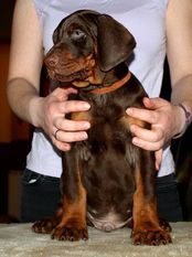 Charly Brown von der Piratenburg Charly Brown von der Piratenburg