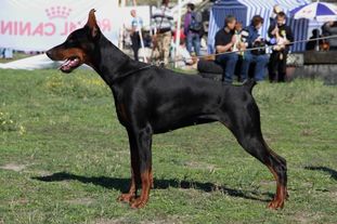 Diana Princess Warrior de Grande Vinko Diana Princess Warrior de Grande Vinko