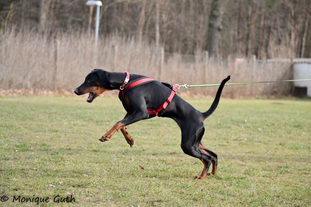 Belana of PM-Dober Belana of PM-Dober