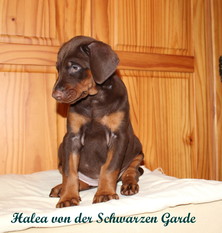 Halea von der Schwarzen Garde Halea von der Schwarzen Garde
