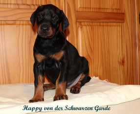 Happy von der Schwarzen Garde Happy von der Schwarzen Garde