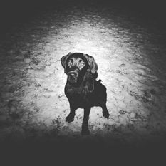 Balou DK 11151/2017 Balou DK 11151/2017