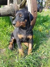Darling von Il Dottore Darling von Il Dottore