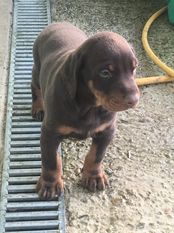 Thaiboxing Cavi Thaiboxing Cavi