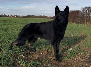 Hohenburg Atticus Hohenburg Atticus